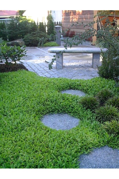 Котула шорстка в ландшафті 